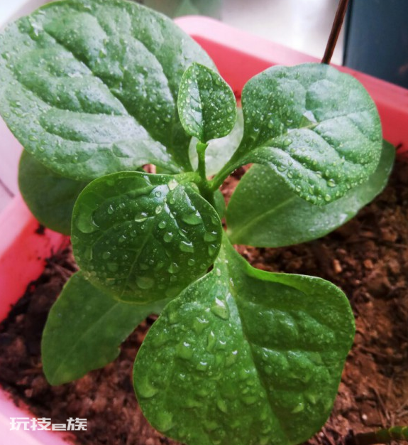 耐阴的蔬菜有哪些(可以在家里种的5种耐阴蔬菜品种)-图片3